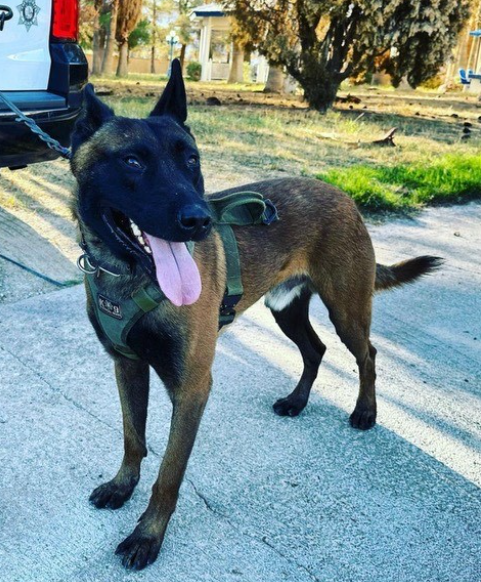 Héroe de cuatro patas: Oficial K-9 Enzo regresa tras brutal ataque en Las Vegas